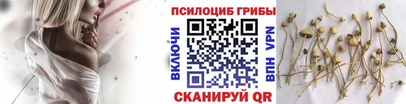 Псилоцибиновые грибы Cubensis  Купить где  Княгинино 